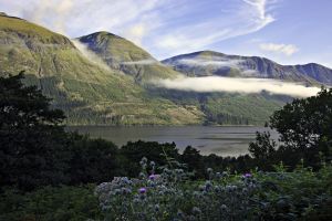Loch Lochy Thistle